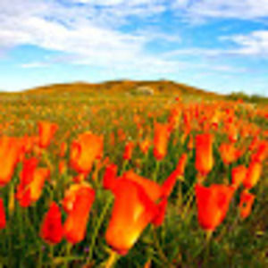 Meet your Posher, Therese